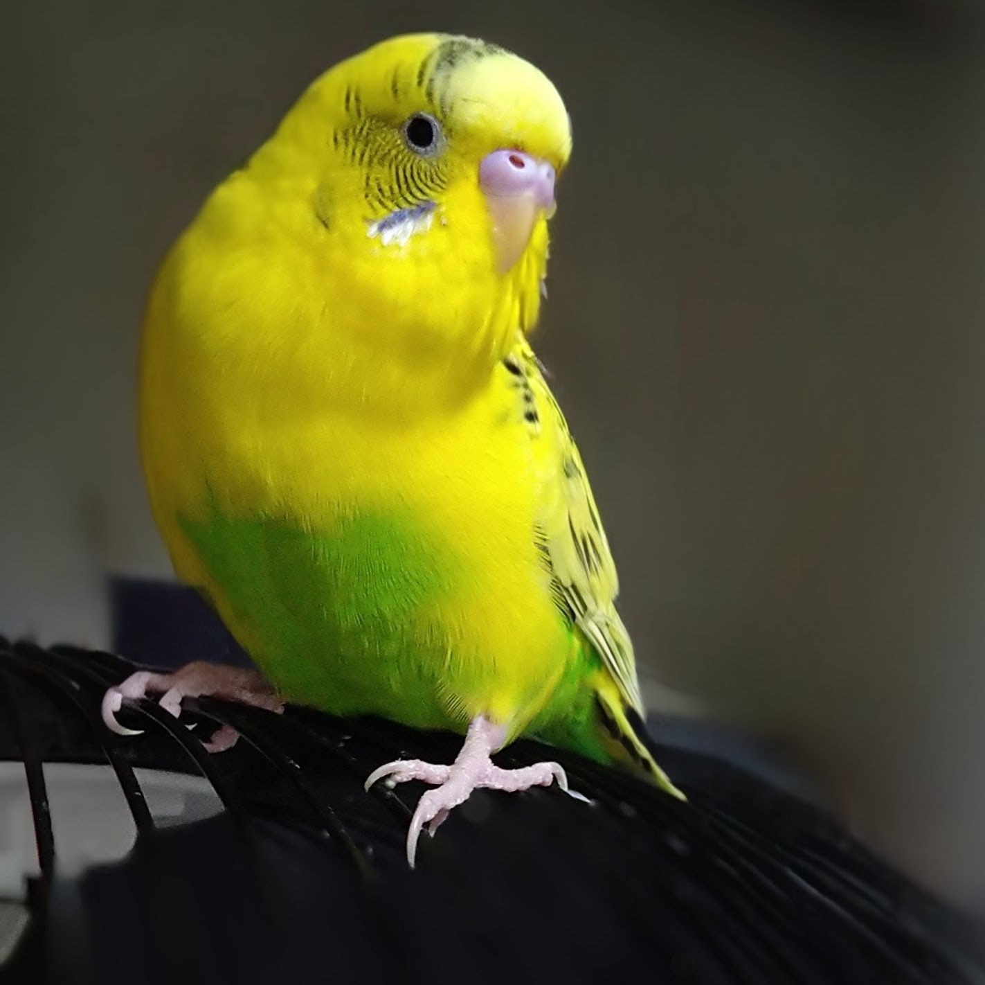 ひかるん